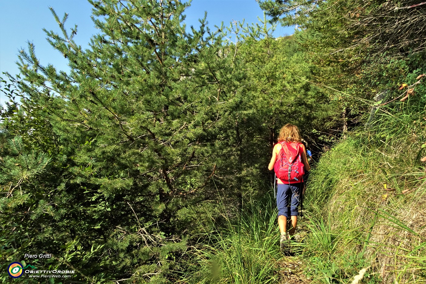 26 Attraversando una boscaglia di pini mughi al alto fusto.JPG